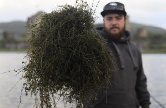 Weed Fishing with Tom Jehu