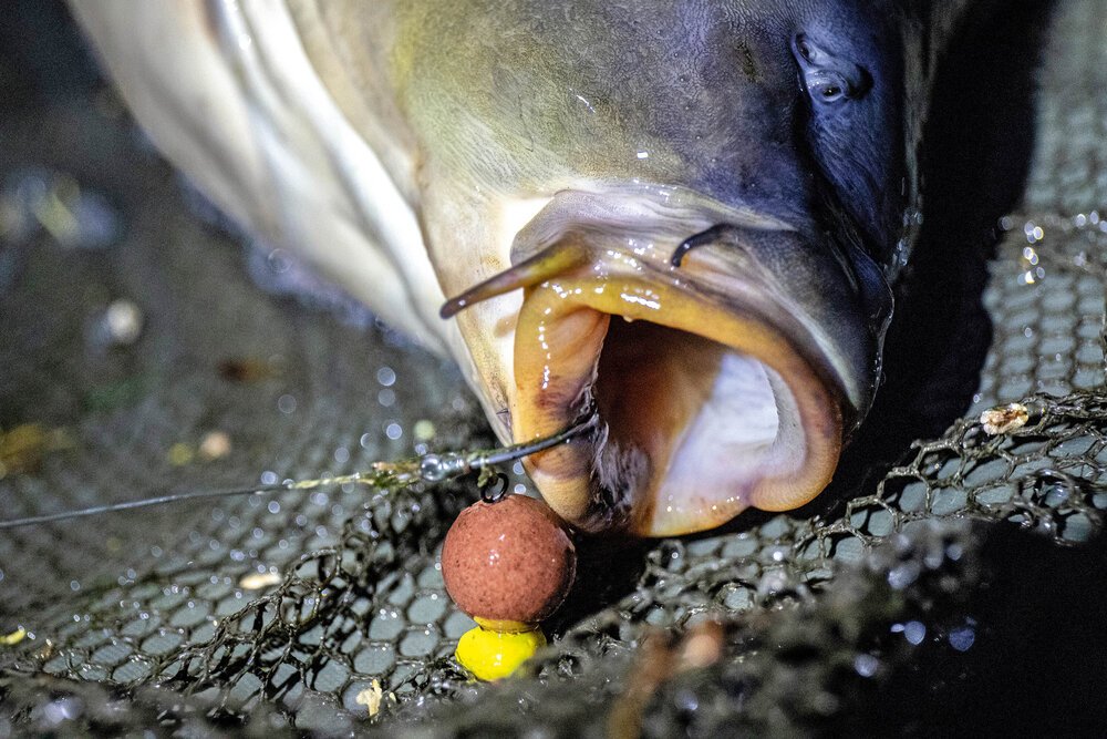 When it all comes together. The baiting strategy had started to work, as were the rigs