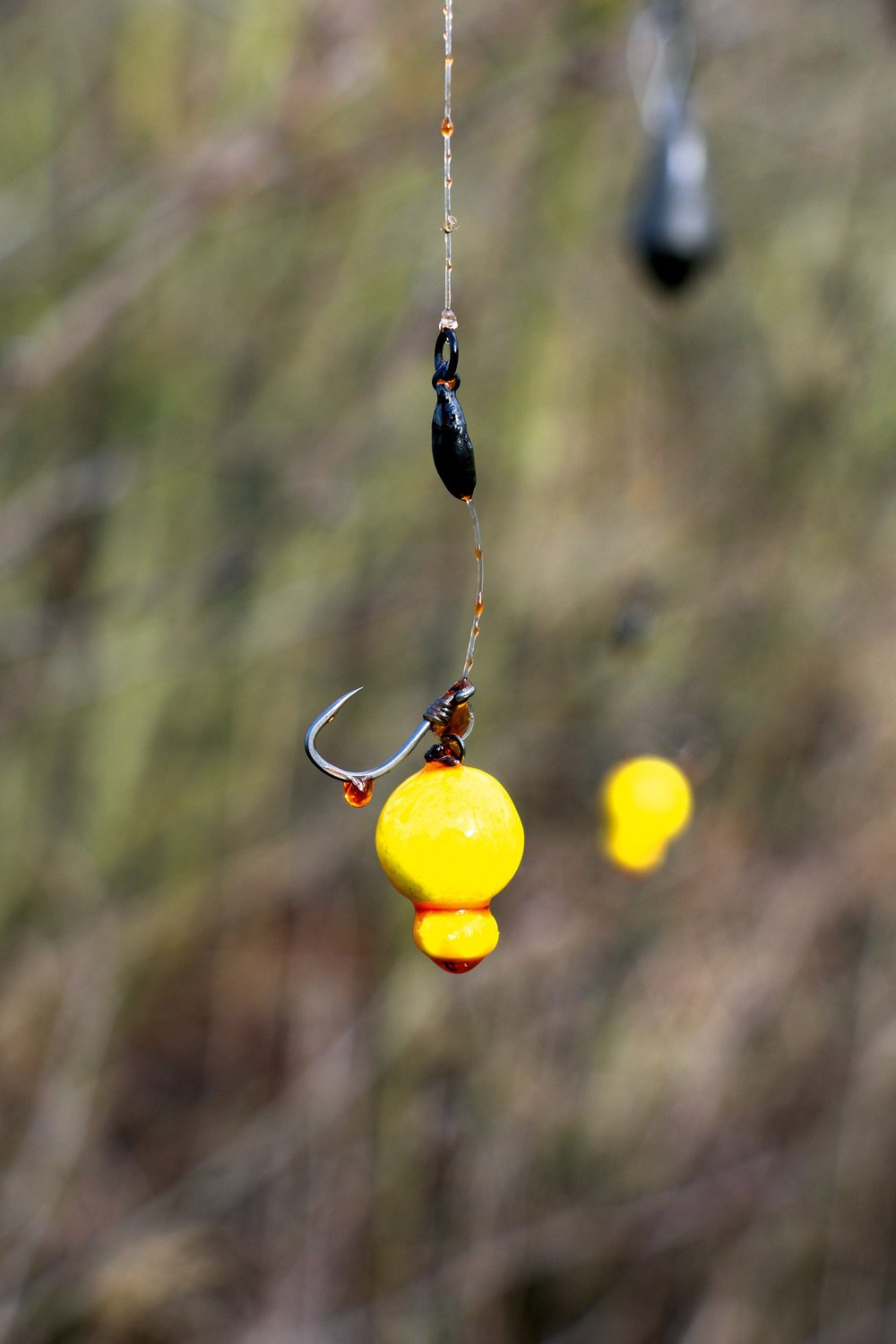 Hookbaits balanced and dipped