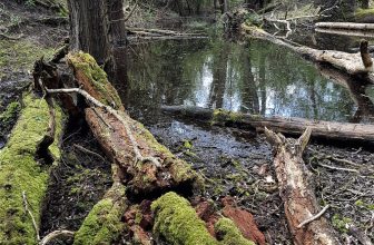 The Forgotten Lake