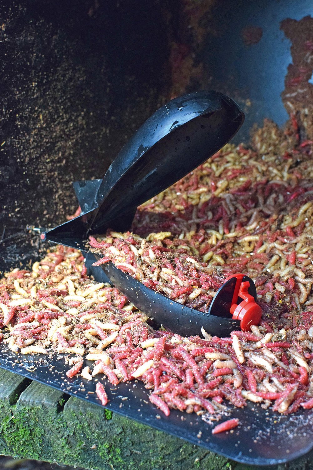 As I mentioned last month, I love a natural in the winter. It was maggots and more maggots this month too – and they’d all had a soak in Meta Mino for good measure
