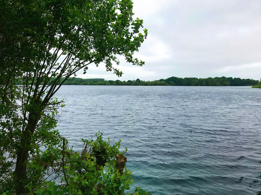 Image-4---I-could-see-more-water-after-giving-the-tree-a-quick-trim.png