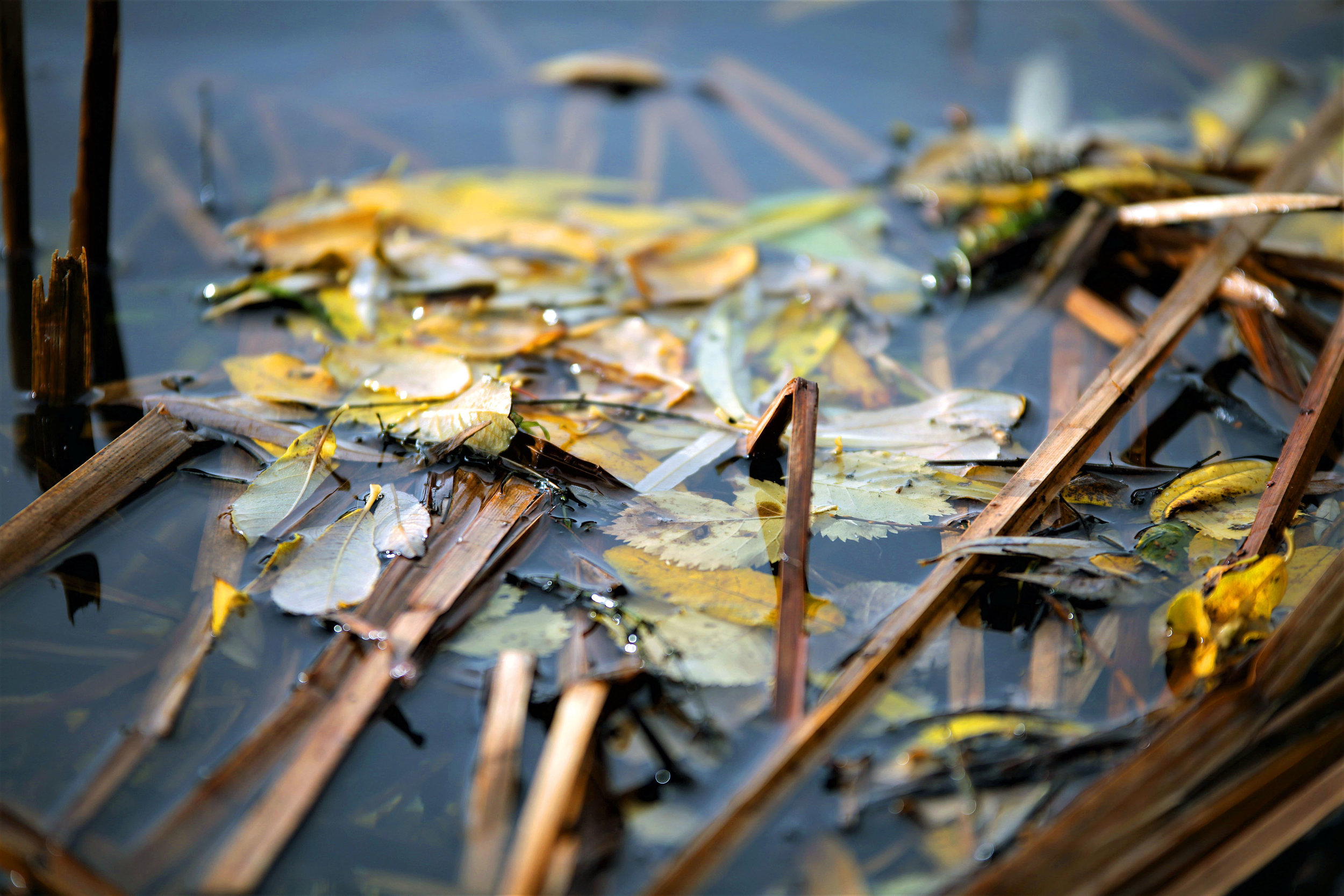 The leaves began to fall, autumn was here...