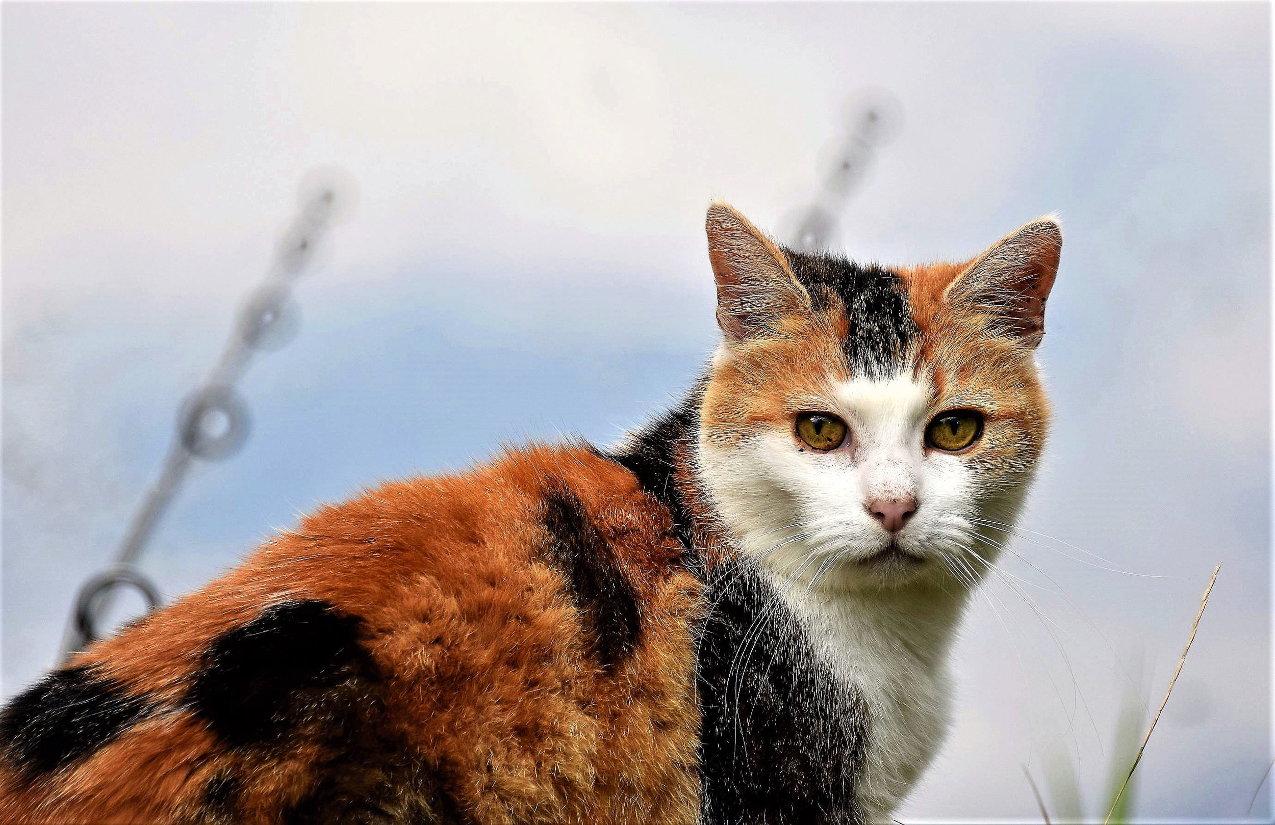 Simon’s companion on both lakes over the latter half of the year was Horton’s adopted, stray ginger