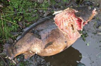 Carp kills lead to online petition