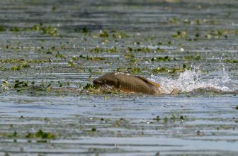 Carp Spawning – All You Need to Know