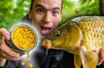How to catch Carp using Sweetcorn