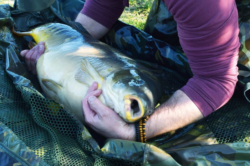 My largest of the first day’s action was this 28lb mirror