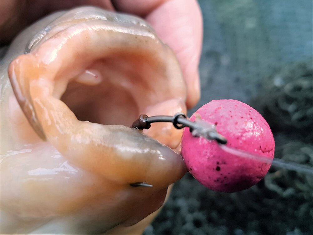 The hook-holds given by the German rig are nothing short of phenomenal. This one certainly wasn’t dropping off!