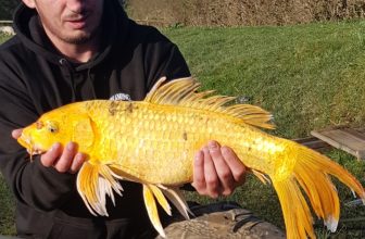 The Golden Beauty from Seven Oaks Fishery