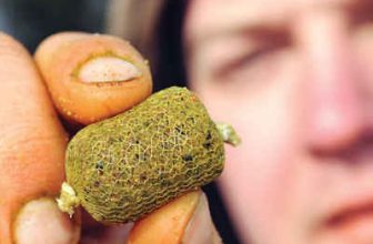 How to make Goo Sticks for Carp Fishing