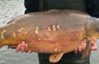 Day-ticket venue stocks 40-pounder!