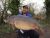 Berwick Ponds Priors Carp Fisheries