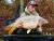 Chartham Lake Mid Kent Fisheries