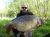 Cullings Pool Derby Railway Angling Club