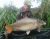 Dove Lake Hawkhurst Fish Farm