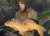 Earls Colne Fishing Lake