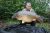 Etang De Bows