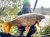 Frant Lakes