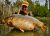 Grand Cerf