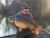 Holwell Court Welwyn Garden City Angling Club
