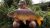 Kettles Elphicks Fisheries
