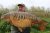 Lake Pepper Cottington Lakes Fishery
