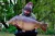 Little Moulsham CWA Fisheries