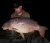 Lodge Lake – Cefn Mably Lakes