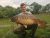 Main Carp Lake Anglers Paradise