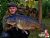Main Lake Syndicate Fryerning Fishery