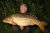 Main Lake Wingham Fisheries