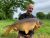 Manor Carp Lake