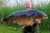 Olver Lake Pride of Derby