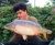 Pochard – Lodge On A Lake