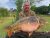 Sandpit Lake Westmoor Farm Fisheries