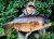 Specimen Lake Higham Fisheries