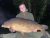 Steves Lake Darenth Fishing Complex