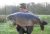 Swan Lake (syndicate) Mid Kent Fisheries