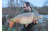 Tricklebrook Fishery