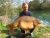Westfield Fishery