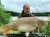 Whitevane Carp Fishery