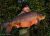 York Lakeside Lodges